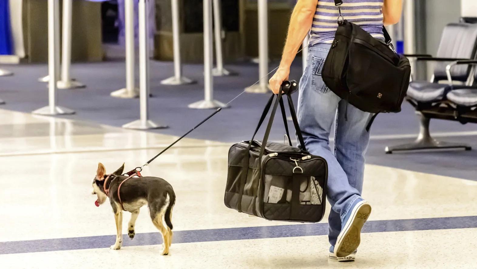 DGCA advises airlines to frame policy on pets carriage
