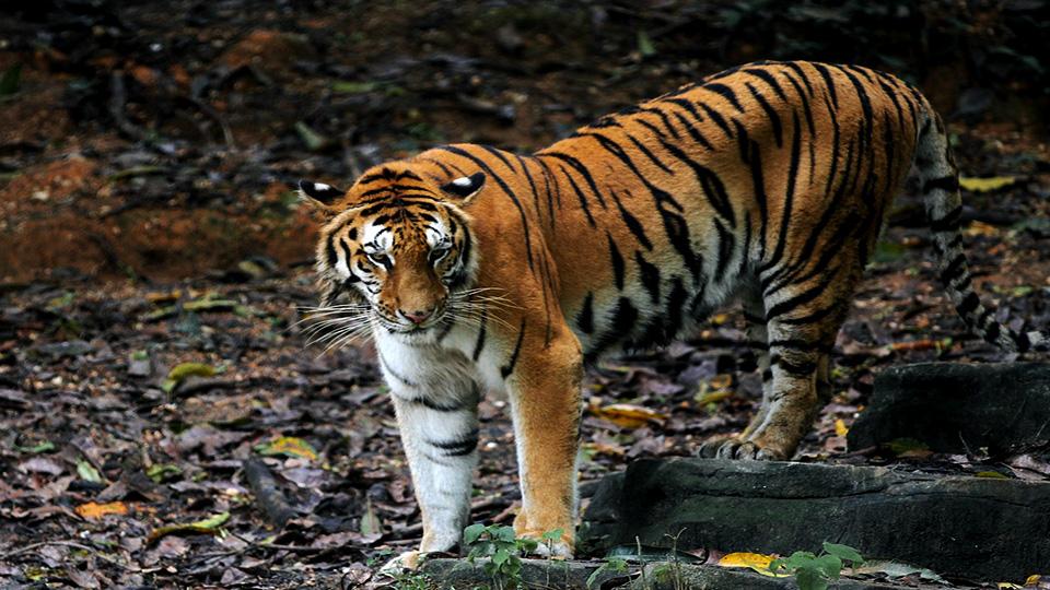 Bhutan succeeds in conservation efforts as country’s tiger number rises