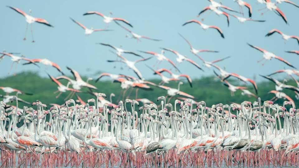 Flight hits flamingos flock, kills 36 birds