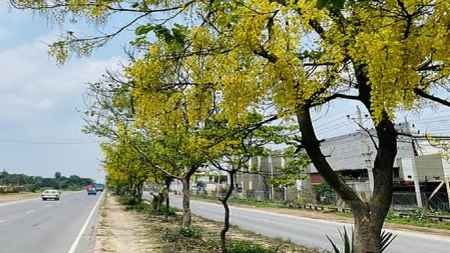 সোনালুর ছায়ায় রঙিন পথযাত্রা