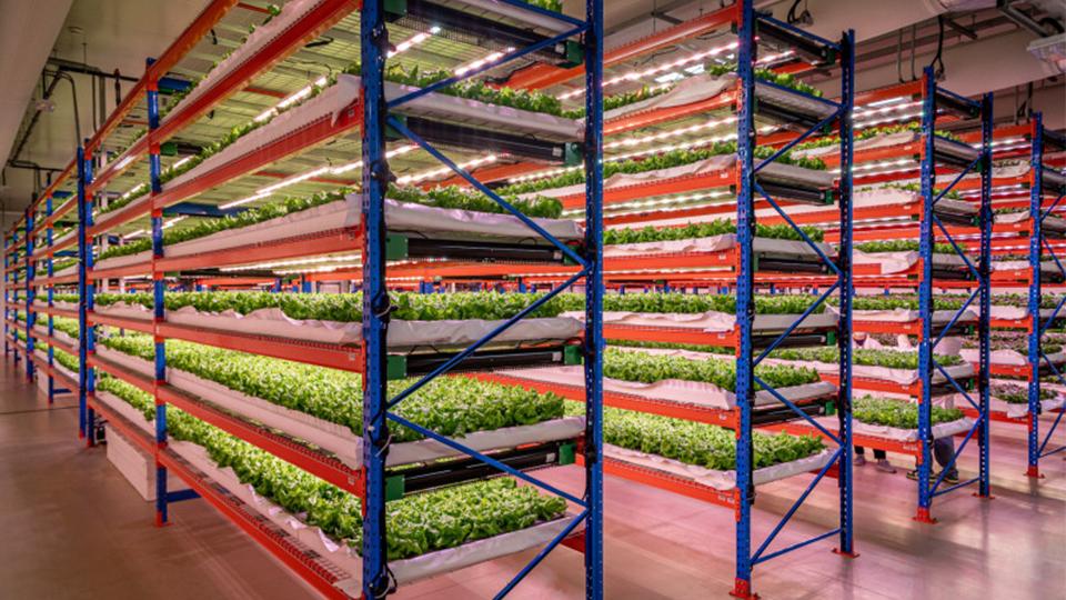 Emirates fully acquires the world’s largest indoor vertical farm